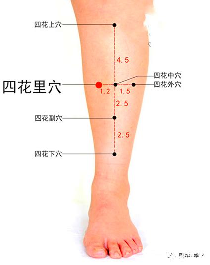 四花中|各位同学大家好，今天给大家分享的是董氏针灸四花上。